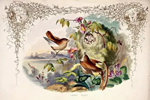 Wren: Troglodytes troglodytes, wren
