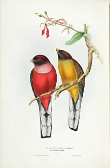 Whisker: Trogon ardens, Philippine trogon