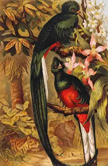 Resplendent: Trogon - Bird - Animal - Nature