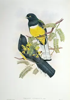 Trogon: Trogon citreolus, citreoline trogon