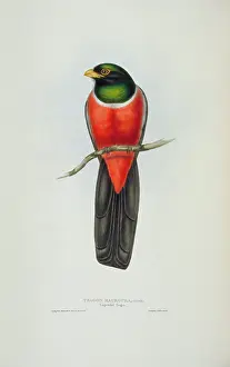 Macroura: Trogon melanurus macroura, black-tailed trogon