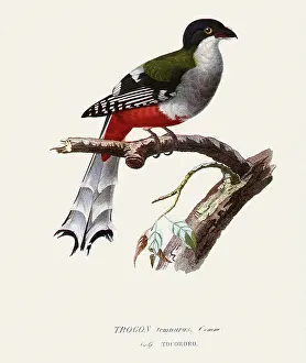 Underbelly: Trogon temnurus