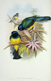 Monograph: Trogon violaceus ramonianus, violaceous trogon