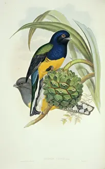 White Tailed: Trogon viridis, white-tailed trogon
