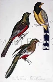 Javan: THREE TROGONS