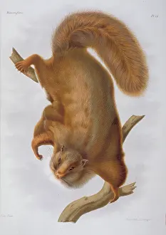 Agile: Trogopterus xanthipes, complex-toothed flying squirrel