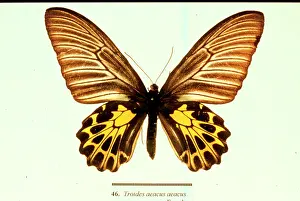 Papilionidae: Troides aeacus, golden birdwing butterfly