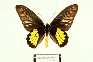 Troides: Troides amphrysus, birdwing butterfly
