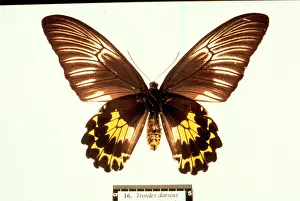 Troides: Troides amphrysus, birdwing butterfly