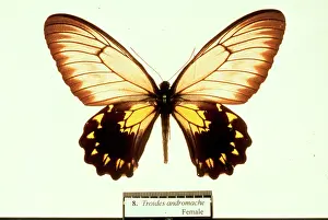 Troides: Troides andromache, birdwing butterfly