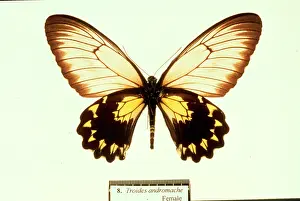 Troides: Troides andromache, birdwing butterfly
