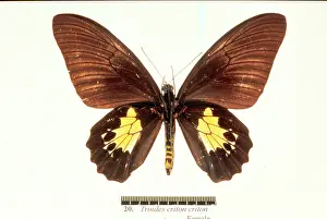 Troides: Troides criton, birdwing butterfly