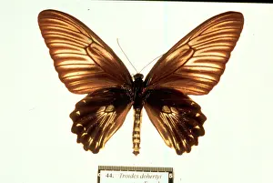 Troides: Troides dohertyi, birdwing butterfly