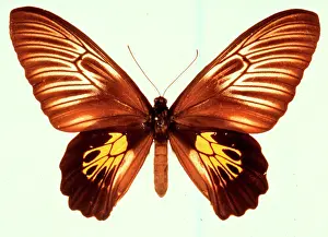 Troides haliphron, birdwing butterfly