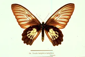 Troides: Troides haliphron, birdwing butterfly