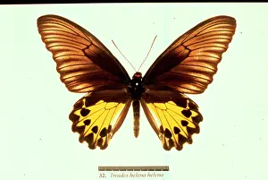 Troides: Troides helena, common birdwing butterfly