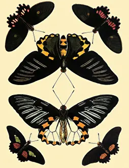 Cramer: Troides Hypolitus and Others