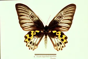 Troides: Troides hypolitus, birdwing butterfly
