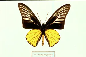 Troides: Troides magellanus, birdwing butterfly