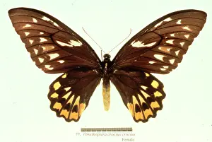 Papilionidae: Troides minos, birdwing butterfly