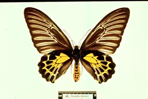 Papilionidae: Troides minos, birdwing butterfly