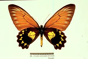 Troides: Troides miranda, birdwing butterfly