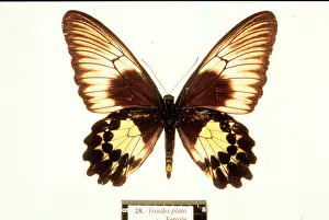 Troides: Troides plato, birdwing butterfly