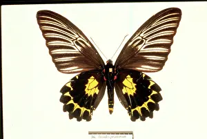 Troides: Troides prattorum, birdwing butterfly