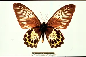Troides: Troides vandepolli, birdwing butterfly