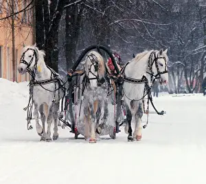 Metelitsa: Troika, 1999