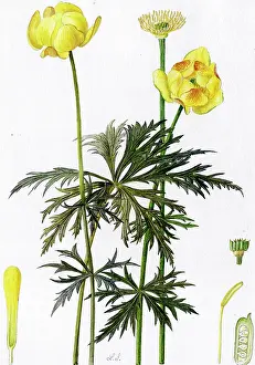 Snelling: Trollius europaeus