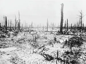 Desolate: Trones Wood 1916