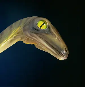 Grasp: Troodon