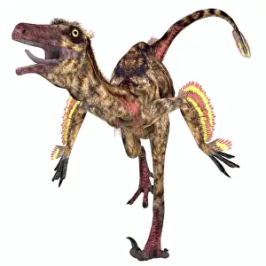Formosus: Troodon bird-like dinosaur