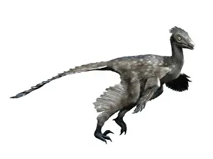Troodon: Troodon dinosaur