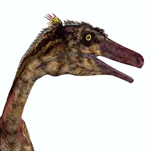 Campanian: Troodon dinosaur head