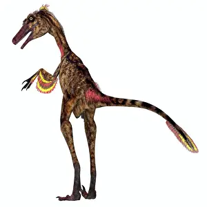 Campanian: Troodon dinosaur standing