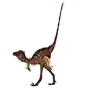 Campanian: Troodon dinosaur walking
