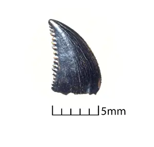 Troodon: Troodon tooth
