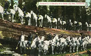 Redwood: Troop of the US cavalry on a fallen big tree, in California