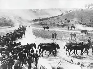 Mules: Troops and animals getting ready to move out, WW1