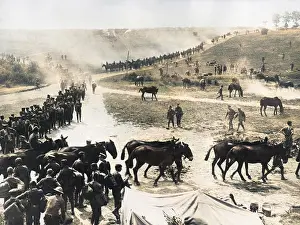 Mules: Troops and animals getting ready to move out, WW1