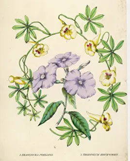 Climber: TROPAEOLUM & FRANCISCEA