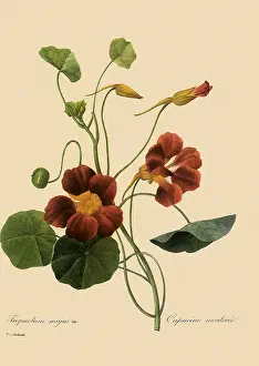 Majus: Tropaeolum majus