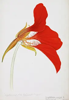 Majus: Tropaeolum majus, nasturtium