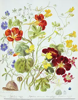 Twining: Tropaeolum sp. nasturtium