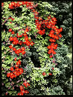 Crimson: Tropaeolum Speciosum (Flame Flower)