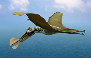Wingspan: Tropeognathus mesembrinus, a large pterosaur from the Late ?