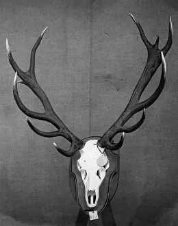 Kaiserdamm: Trophy of a red deer, 1928