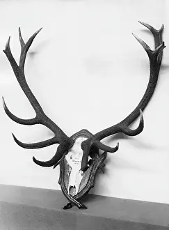 Antler: Trophy of a red deer, 1930
